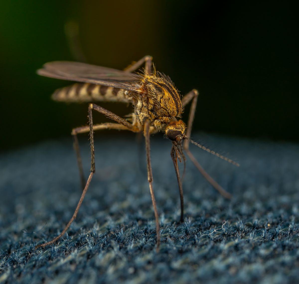 Mosquito & Tick Control
