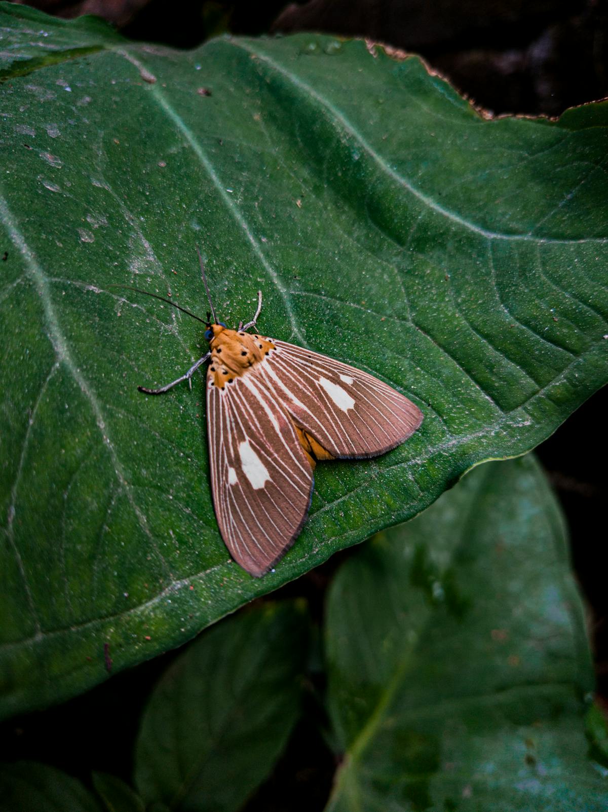 Pantry & Clothing Moth Control