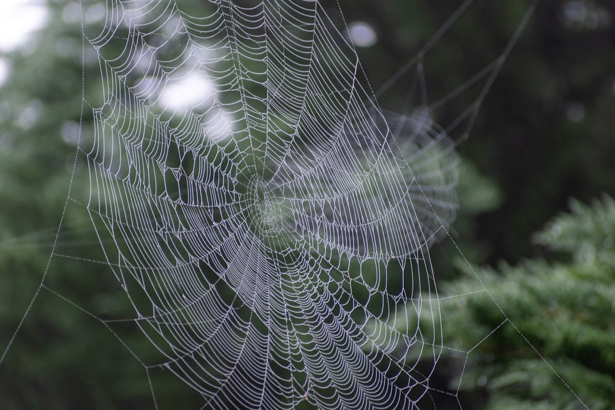 Spider Control